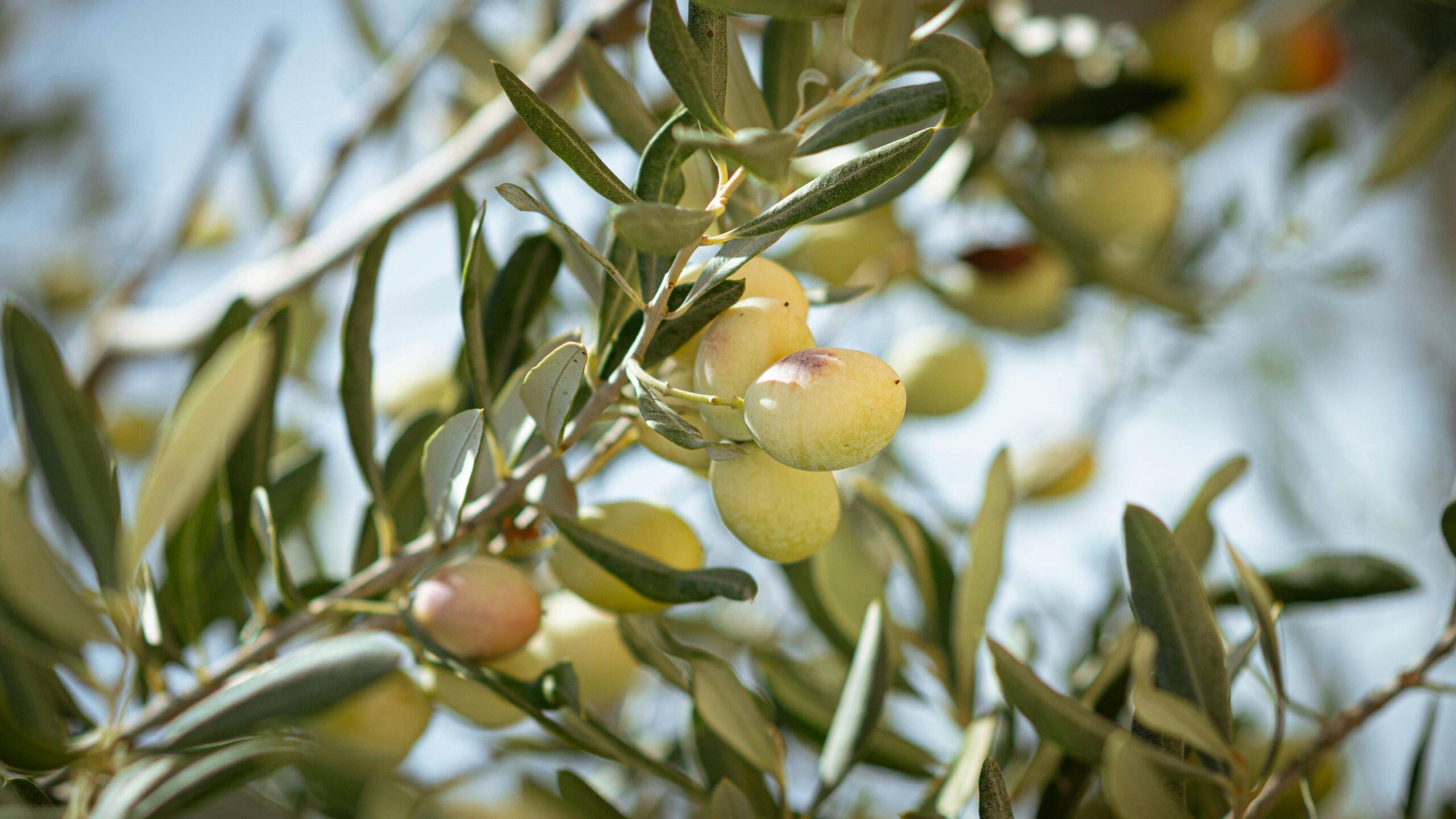 BioTubeROI: proyecto de I+D para el desarrollo de soluciones sostenibles en el control de enfermedades del olivo